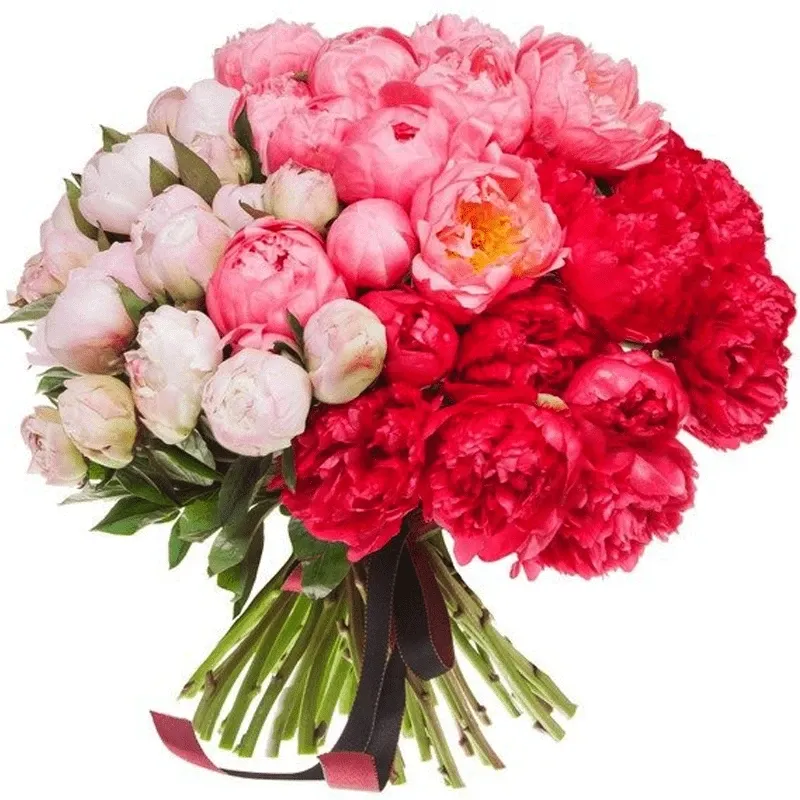 Пионы яркий микс